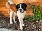 Adopt Bennett (aka Benny) a Saint Bernard