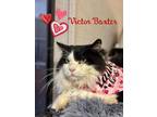 Adopt Victor Baxter a Domestic Long Hair