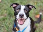 Adopt SPIKE a Border Collie, Mixed Breed