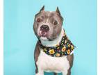 Adopt SENIOR a Pit Bull Terrier