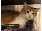 Adopt Steve Jr a Domestic Short Hair