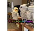 Adopt Cosmo and Luna a Cockatiel