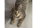 Adopt Herbie a Domestic Short Hair