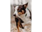 Adopt Stockings a Border Collie, Mixed Breed