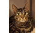 Adopt Jet Fire a Domestic Short Hair