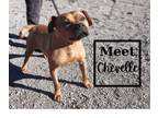 Adopt Chevelle a Boxer, Staffordshire Bull Terrier