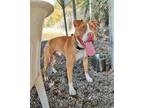 Adopt Staples a Pit Bull Terrier