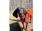 Adopt Ducky a Black and Tan Coonhound