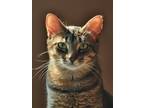 Adopt Rusty (must go with Molly) a Domestic Short Hair