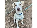 Adopt Flint a Labrador Retriever, American Staffordshire Terrier