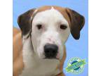 Adopt Alfie a Mixed Breed