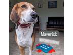 Adopt Maverick a Hound