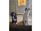 Adopt TIMMY and TOBY - *CRITICAL* NEEDS IMMED FOSTER a Australian Shepherd