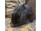 Adopt Pluto a Bunny Rabbit
