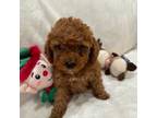 Poodle (Toy) Puppy for sale in Hampstead, NC, USA