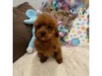 Poodle (Toy) Puppy for sale in Hampstead, NC, USA