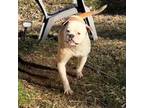 Olde Bulldog Puppy for sale in Pikesville, MD, USA