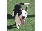 Adopt Noah-$75 Adoption Fee! Diamond Dog! a McNab, Collie
