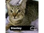 Adopt Stanley a Domestic Short Hair, Tabby