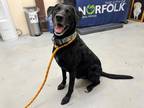 Adopt OPIE a Labrador Retriever, Mixed Breed