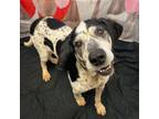 Adopt Lyle a Bluetick Coonhound