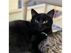 Adopt Wally a Domestic Short Hair