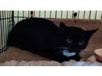 Adopt Inky23 a Domestic Short Hair