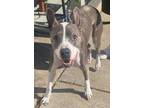 Adopt Colbolt a American Staffordshire Terrier