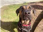 Adopt ABEL a Rottweiler, Mixed Breed