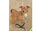 Adopt Clancy a Mixed Breed