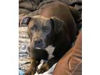 Adopt Hannibal a American Staffordshire Terrier