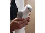 Adopt Daisy Duke w/ Snow a Pigeon