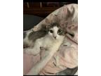 Adopt Benson YOUNG MALE a Domestic Short Hair, Tabby