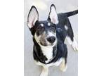 Adopt Eddie Ears a Shepherd