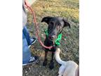 Adopt Mater a Labrador Retriever