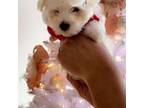 Maltese Puppy for sale in New York, NY, USA