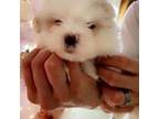 Maltese Puppy for sale in Weston, FL, USA