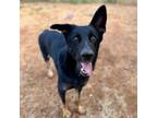 Adopt Bear a German Shepherd Dog