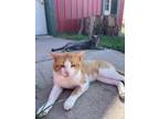 Adopt Richard a American Shorthair