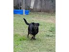 Adopt Jed a Rottweiler, Labrador Retriever