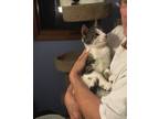 Adopt Archie a Domestic Short Hair