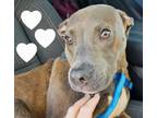 Adopt Marlo a American Staffordshire Terrier, Pit Bull Terrier