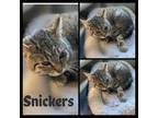 Adopt Snickers a Tiger