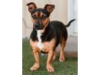 Adopt Jerry a Basset Hound, Jack Russell Terrier