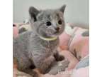 Uscss Russian blue kitten