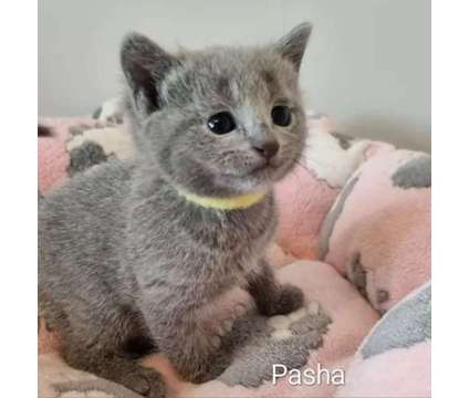 Uscss Russian blue kitten is a Blue Arts &amp; Crafts for Sale in Houston TX