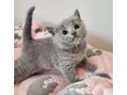 vsass Russian blue kitten