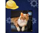 Adopt Prince Henry a Orange or Red Manx / Mixed cat in St. Helena, CA (37186291)