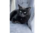 Adopt Marilyn a All Black Bombay (short coat) cat in Macomb Township