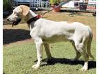Adopt Toby a White - with Brown or Chocolate Hound (Unknown Type) / Mixed dog in